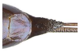   Sirex abietinus  female cornus; photo by H. Goulet, CNC 
